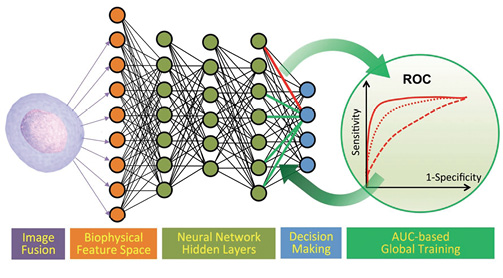 UCLA researchers used MathWorks Deep Learning tools to create a new diagnostic product for examining cancer cells that gives superior results over existing methods. The researchers say modeling the system with DL saved months of experimental time. The cancer cell neural net model was then repurposed for algal cell classification, by providing new data to the algorithm. Image courtesy of MathWorks.